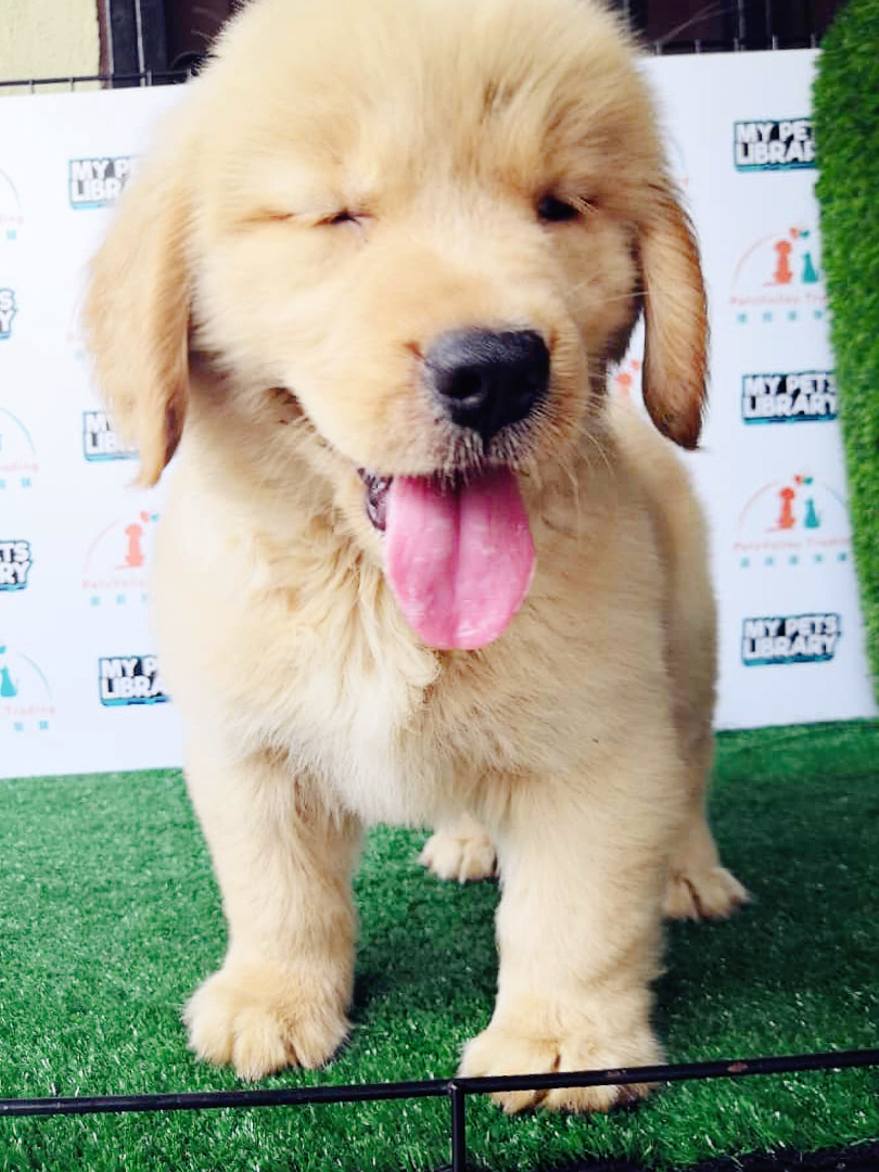 Golden Retriever Puppy (Pv-13)