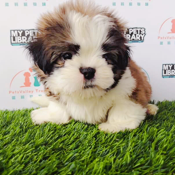 Shih Tzu Puppy (Pv-14)