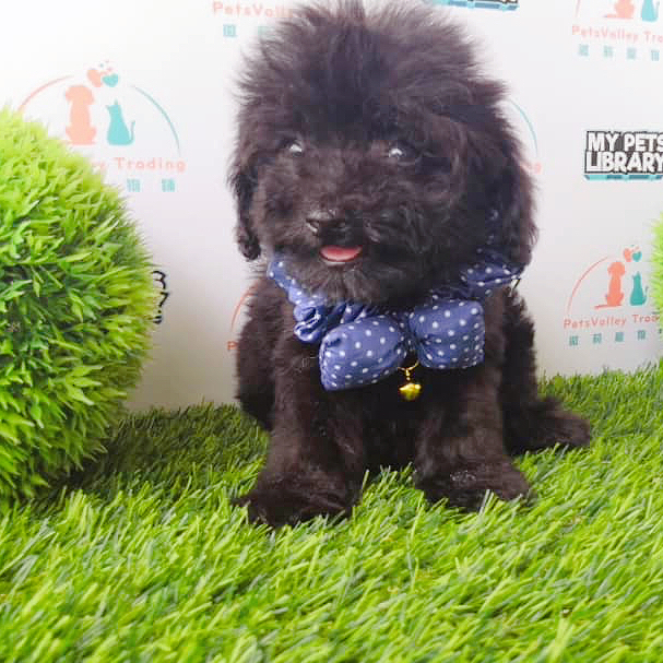 Toy Poodle, Pearl Black (Pv-15)
