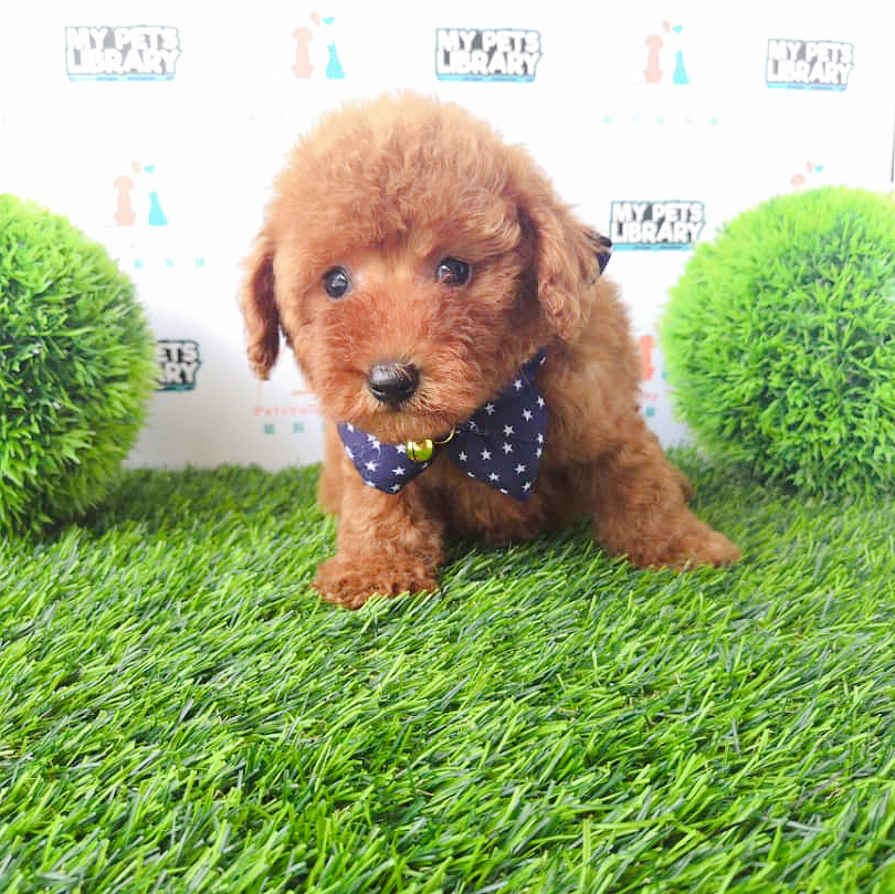 Toy Poodle Puppy (Pv-16)