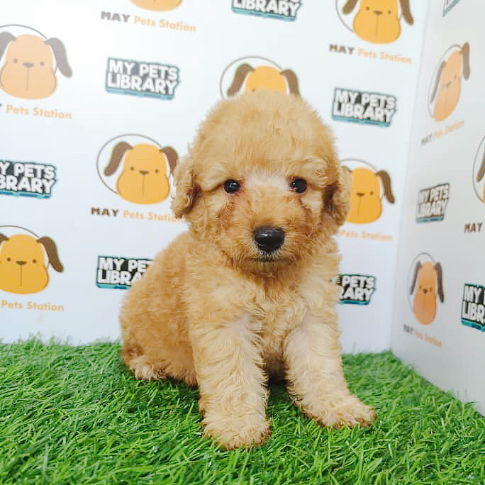 Tiny Toy Poodle (Mp-21)