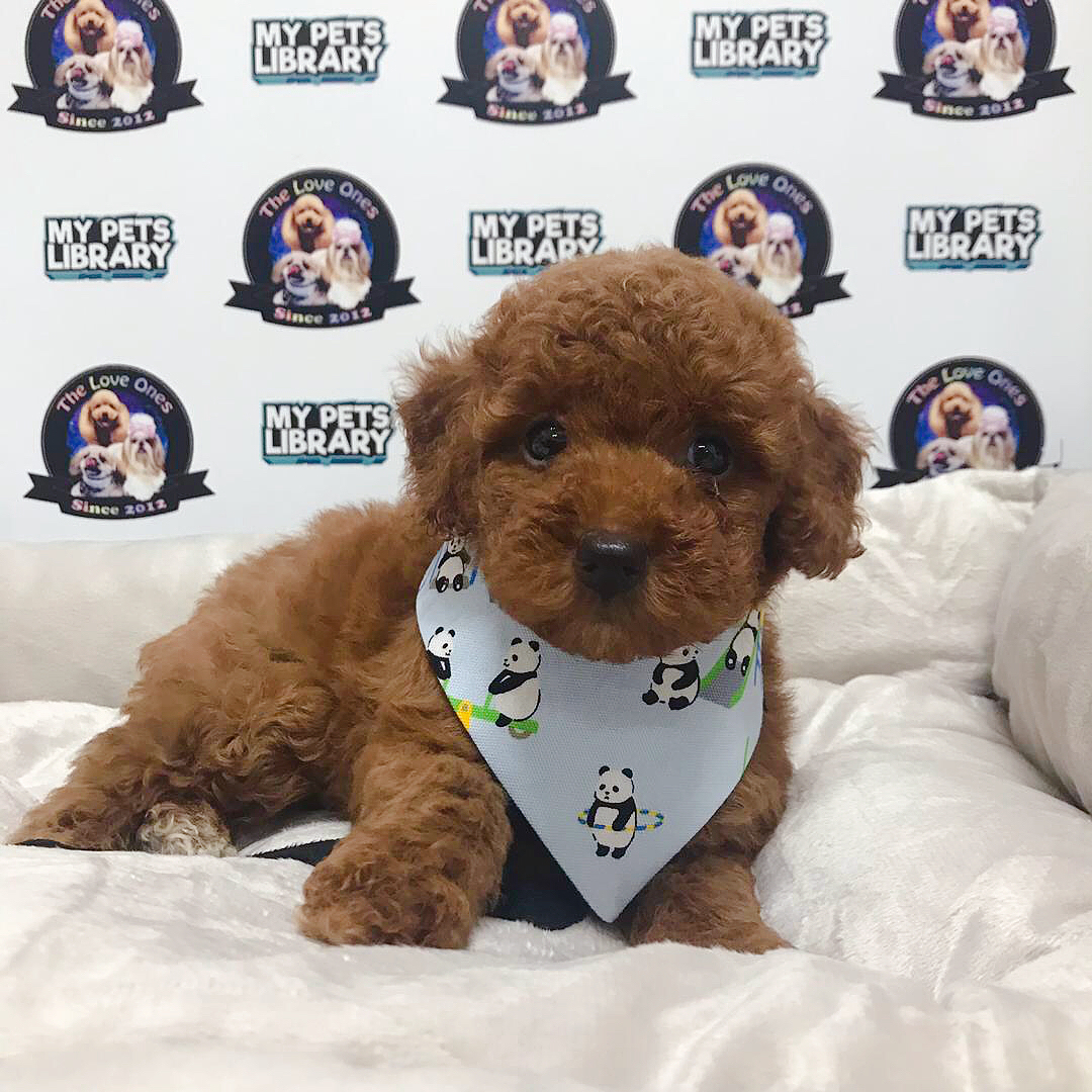Tiny Toy Poodle For Sale