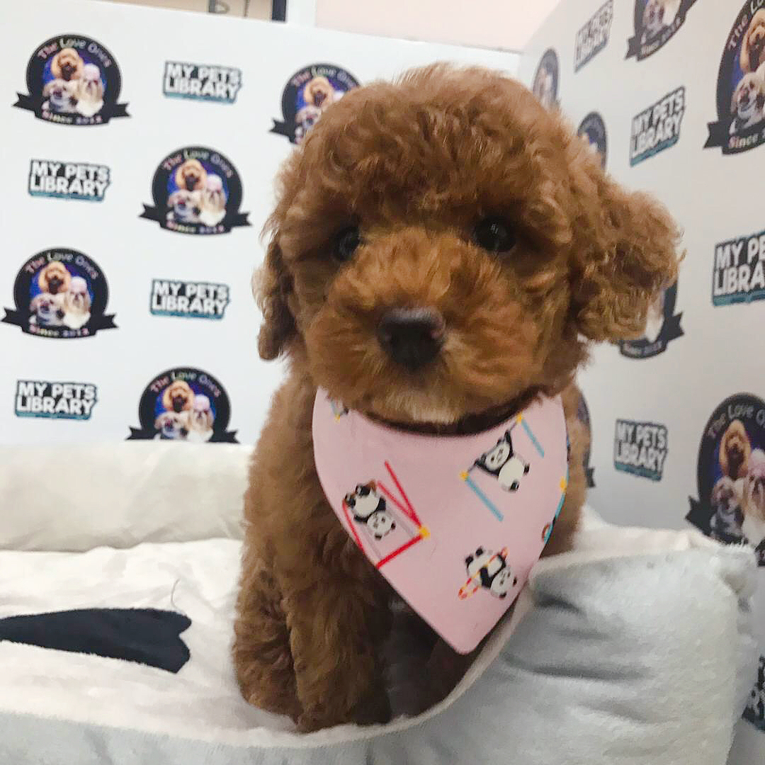 Tiny Toy Poodle For Sale