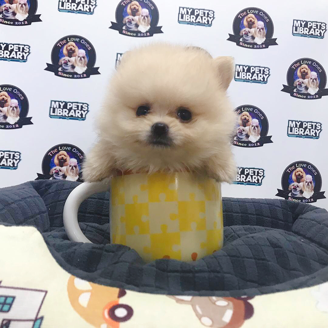 Teacup Pomeranian Puppy