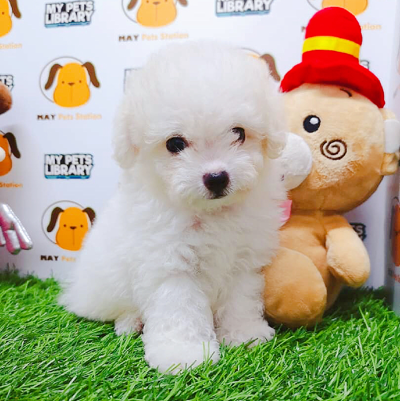 Tiny Poodle Puppy For Sale