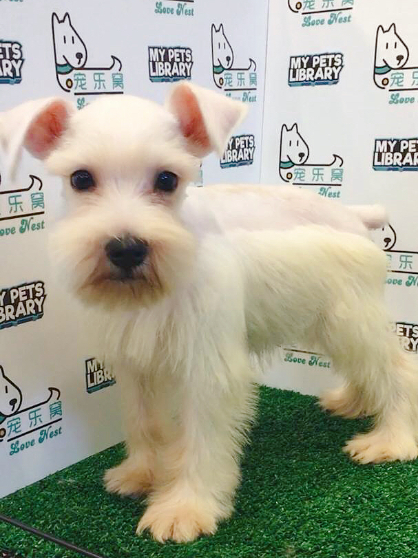 Miniature Schnauzer For Sale