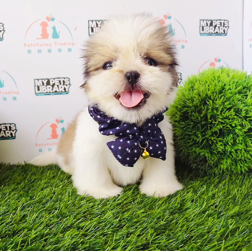 Shih Tzu Puppy For Sale (Male)