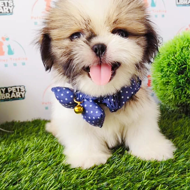 Shih Tzu Puppy For Sale (Female)