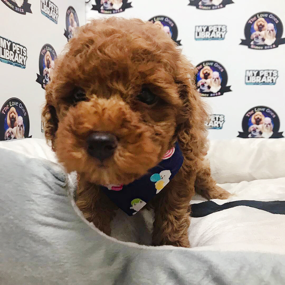 Toy Poodle For Sale