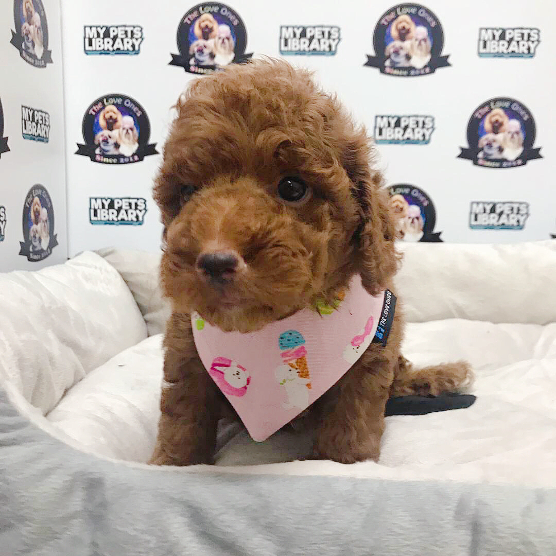 Toy Poodle For Sale