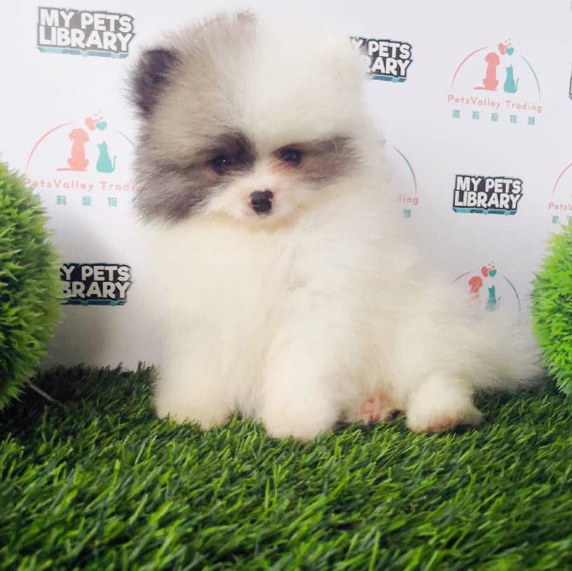 Cute Pomeranian For Sale