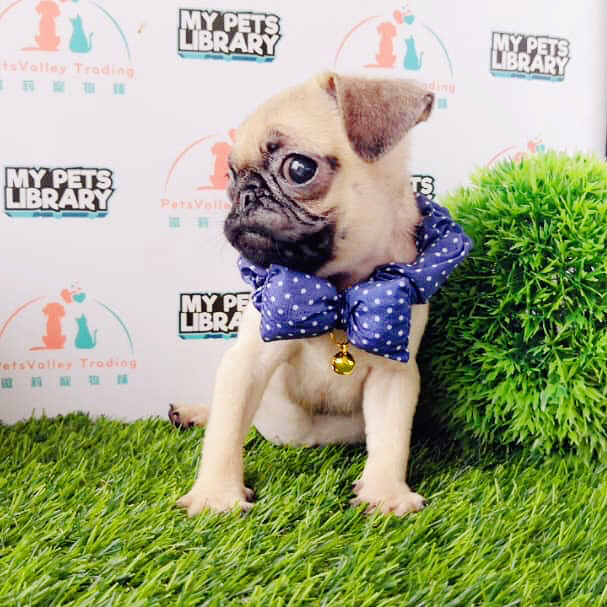 Pug Puppy For Sale