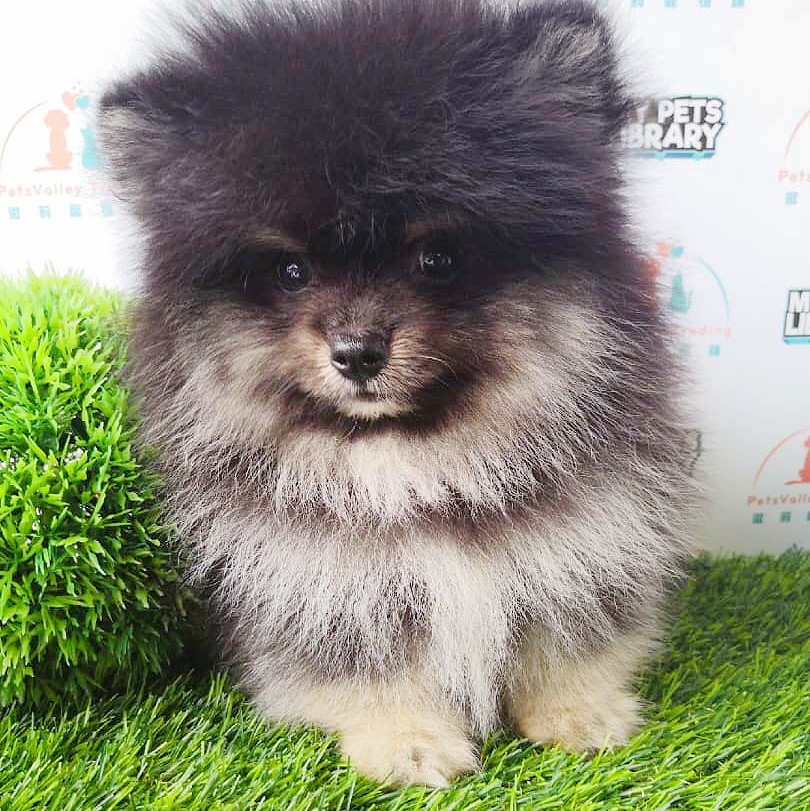 Tiny Size Pomeranian For Sale