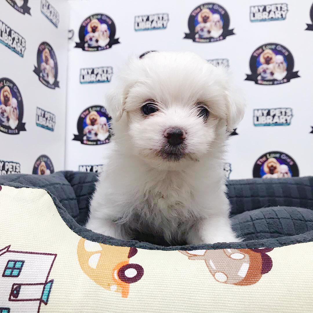 Tiny Maltese For Sale