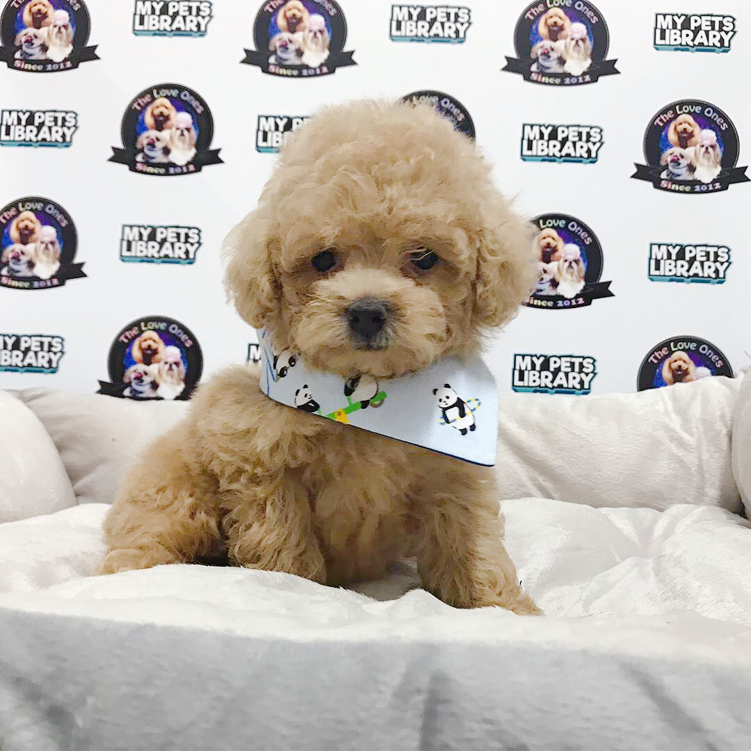 Tiny Poodle For Sale (Brown)