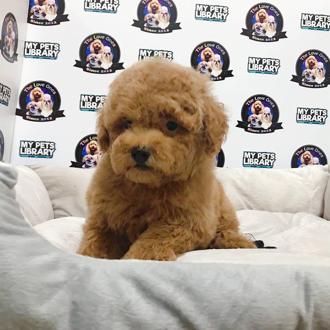 Red Toy Poodle For Sale
