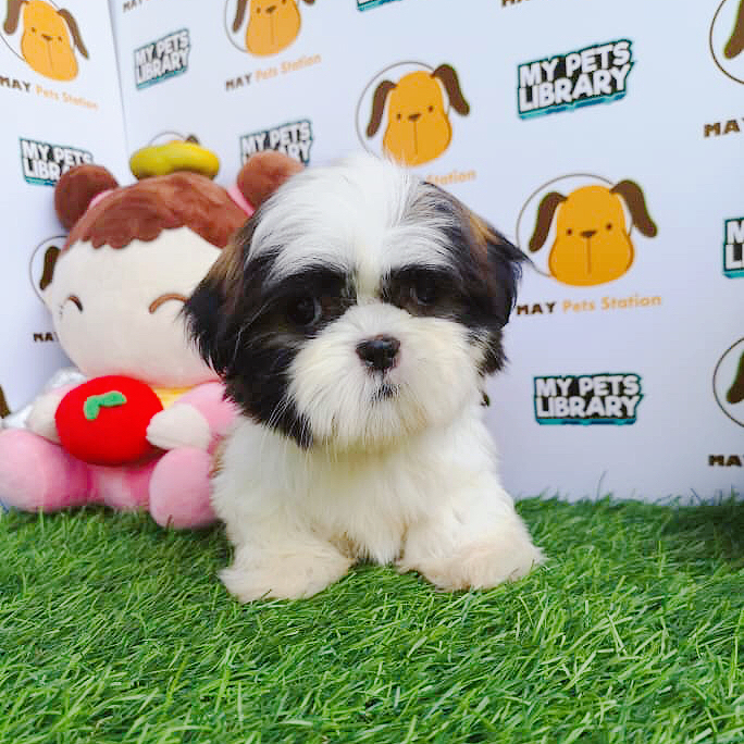 Shih Tzu Puppy For Sale
