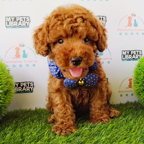 Toy Poodle For Sale