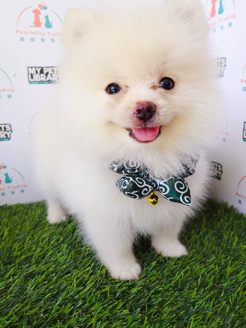 Tiny Pomeranian For Sale