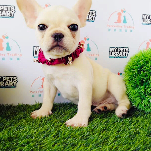 French Bulldog For Sale