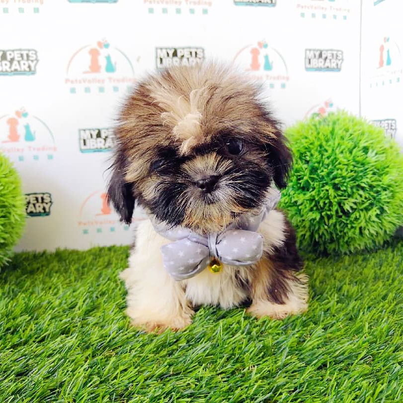Shih Tzu Puppy For Sale