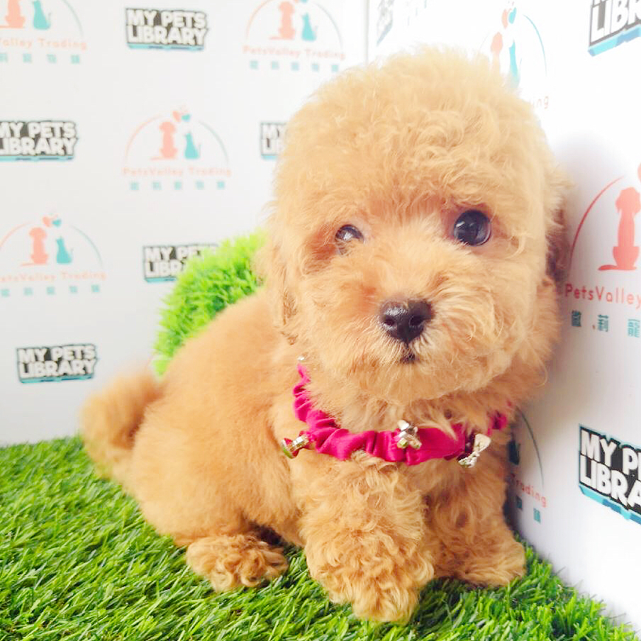 Toy Poodle For Sale