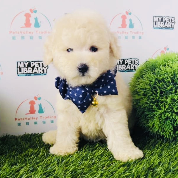 Cream White Toy Poodle For Sale