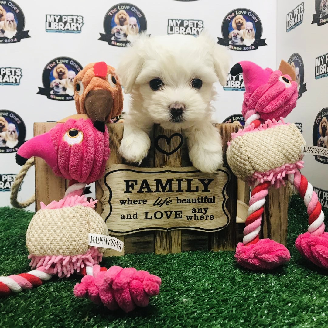 Malaysia Champion Bloodline Maltese For Sale