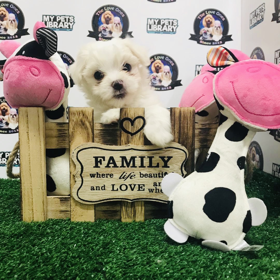 Malaysia Champion Bloodline Maltese For Sale