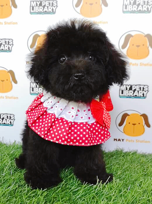 Tiny Toy Poodle For Sale