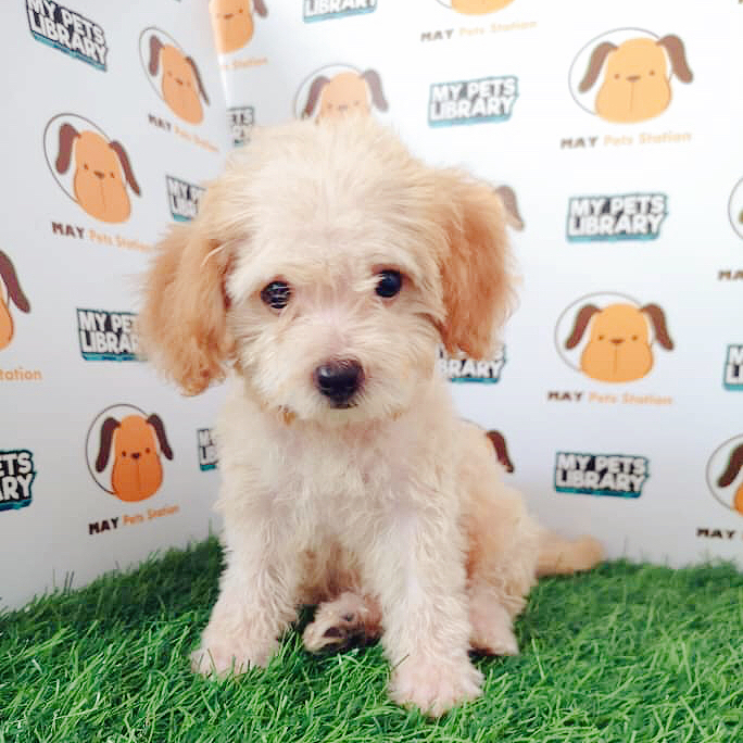 Tiny Toy Poodle For Sale (Cream)