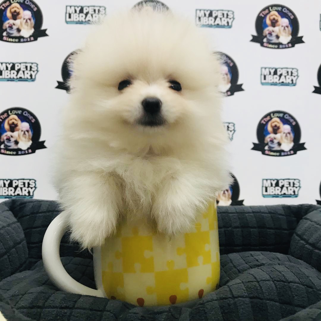 Teacup Pomeranian For Sale