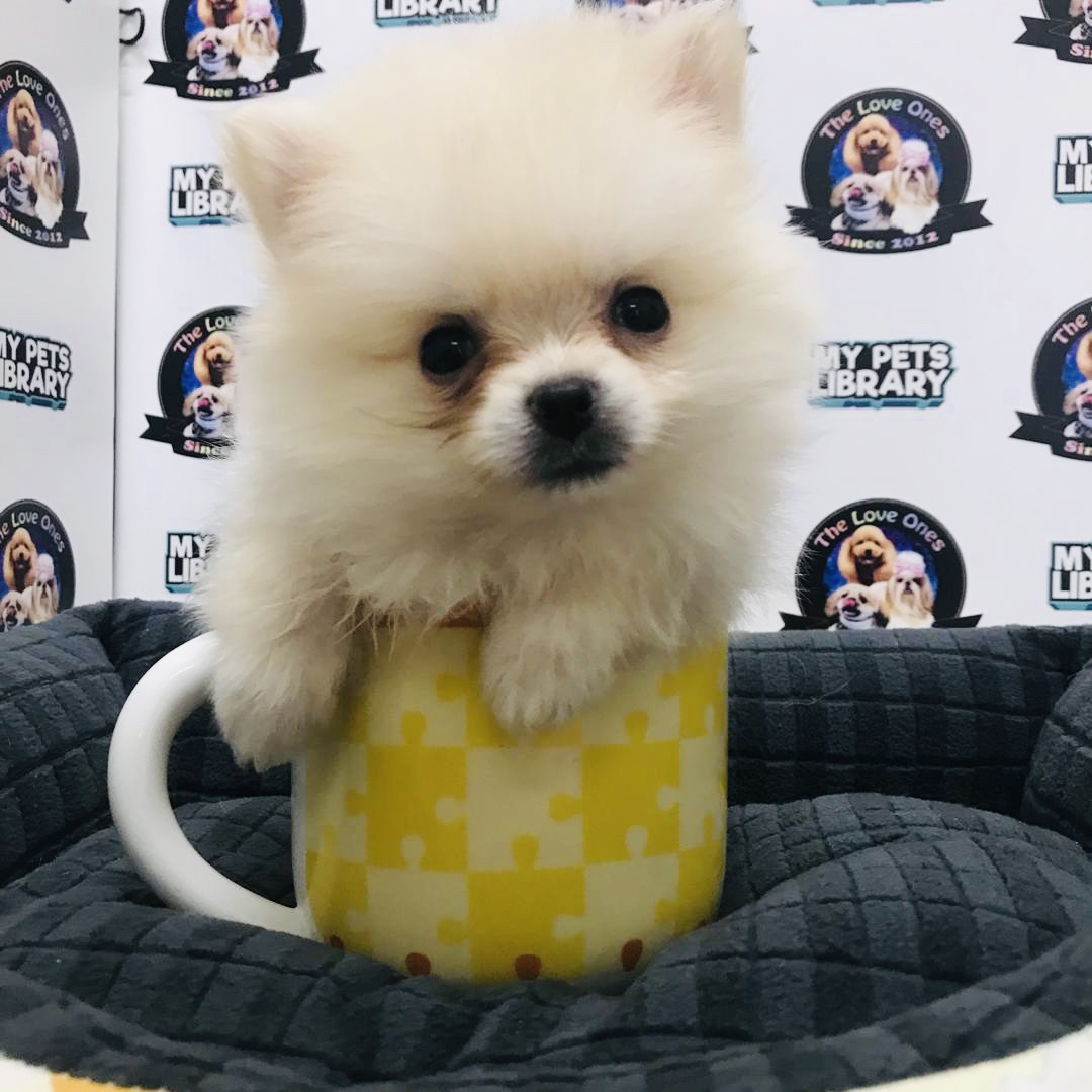 Teacup Pomeranian For Sale