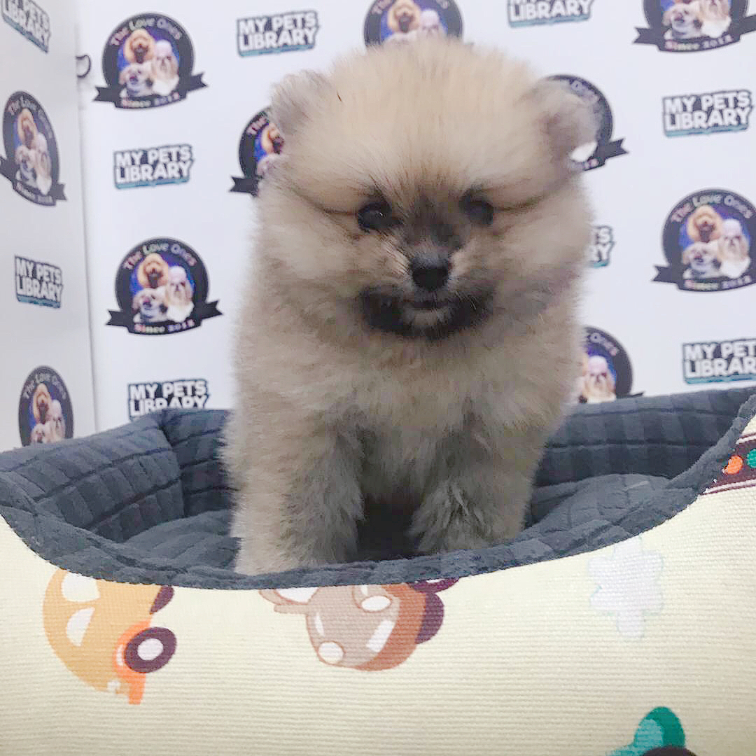 Bear Face Pomeranian For Sale