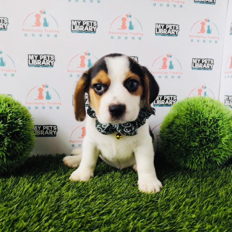 Nice Marking Beagle Puppy