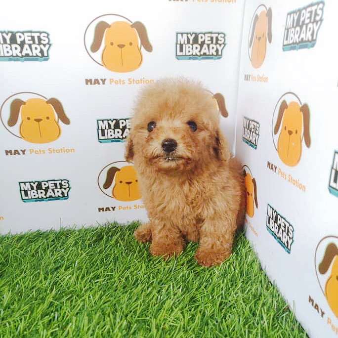 Tiny Toy Poodle Puppy For Sale