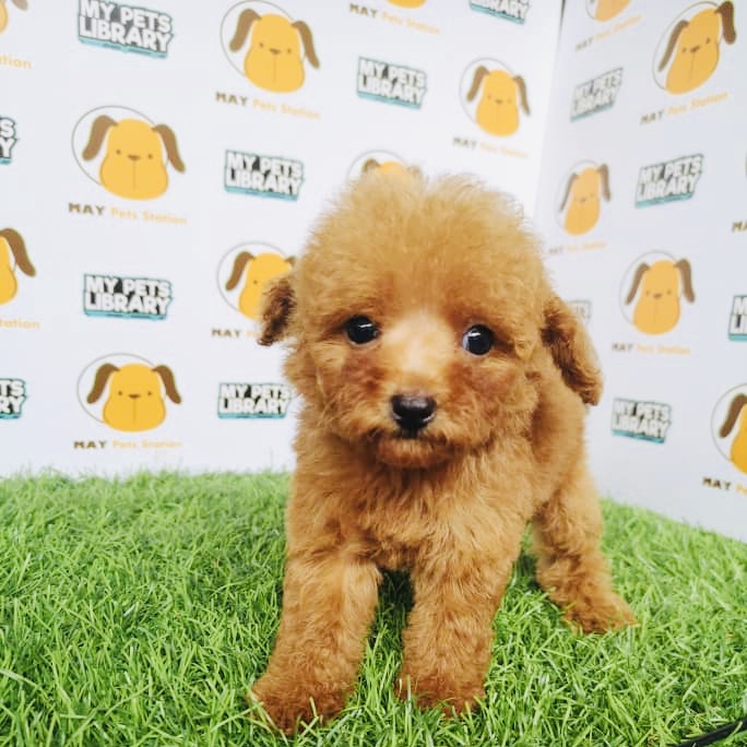 Tiny Toy Poodle For Sale (Female)