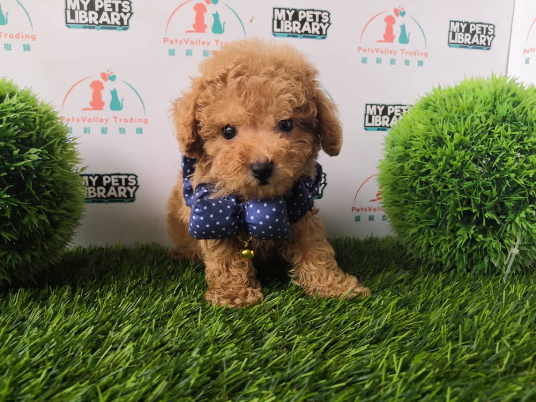Tiny Poodle For Sale