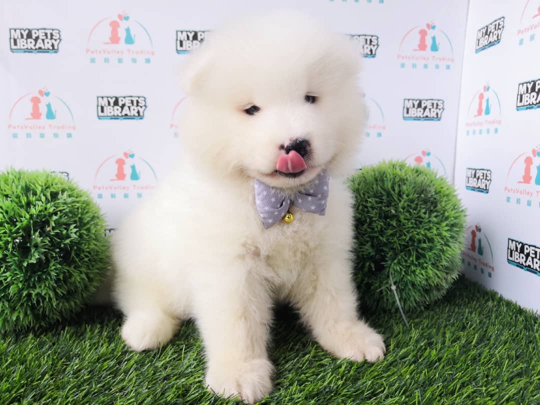 Samoyed Puppy For Sale
