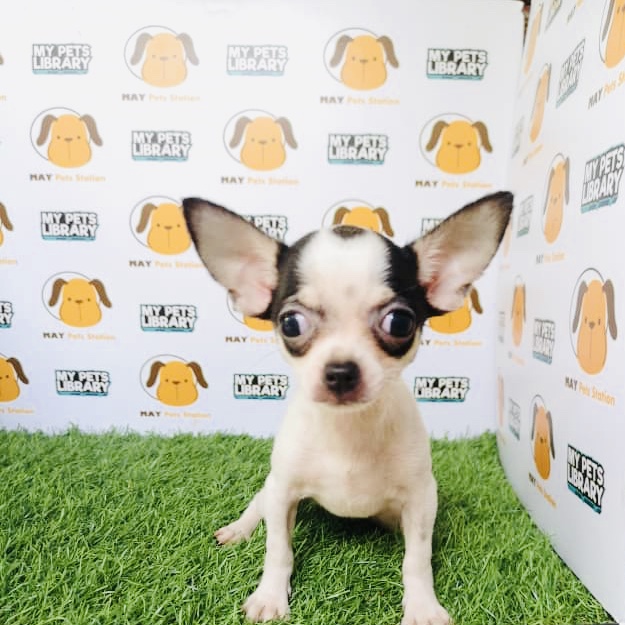 Chihuahua For Sale