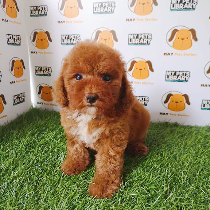 Toy Poodle For Sale