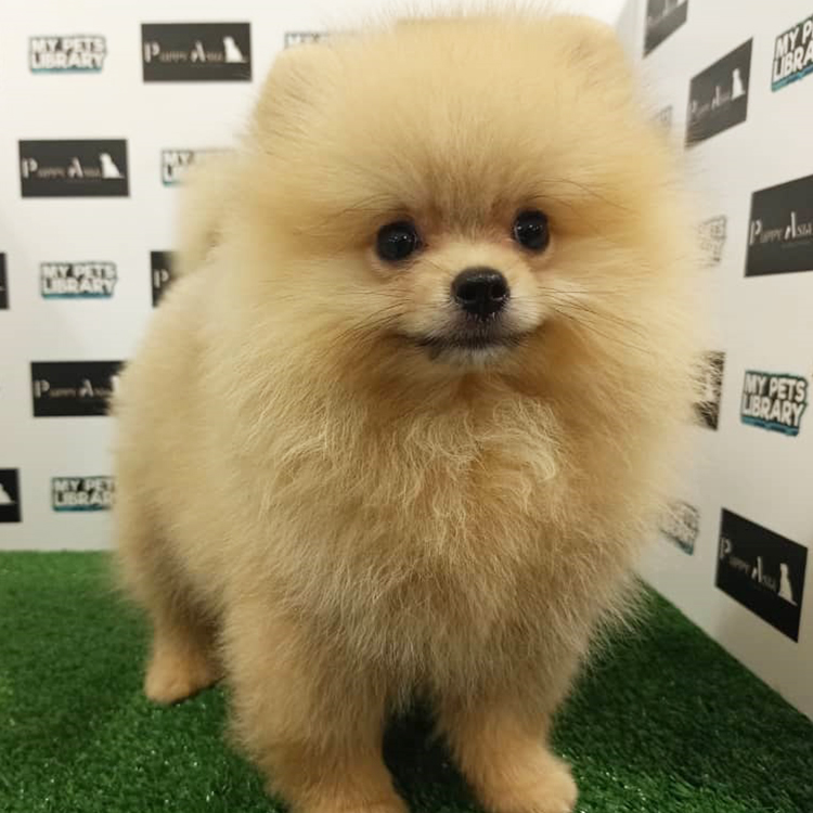 Pomeranian For Sale