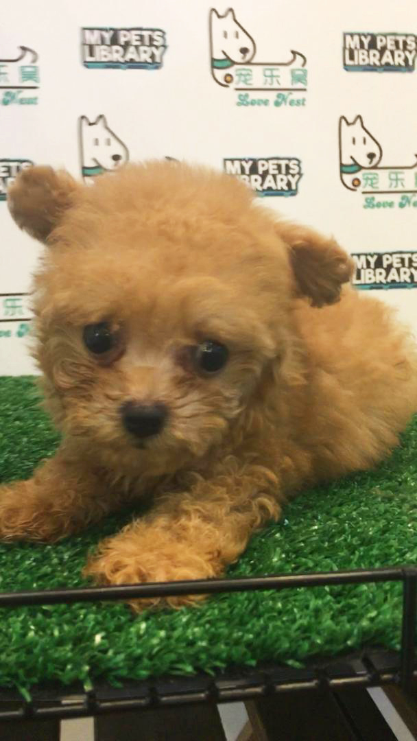 Tiny Toy Poodle For Sale