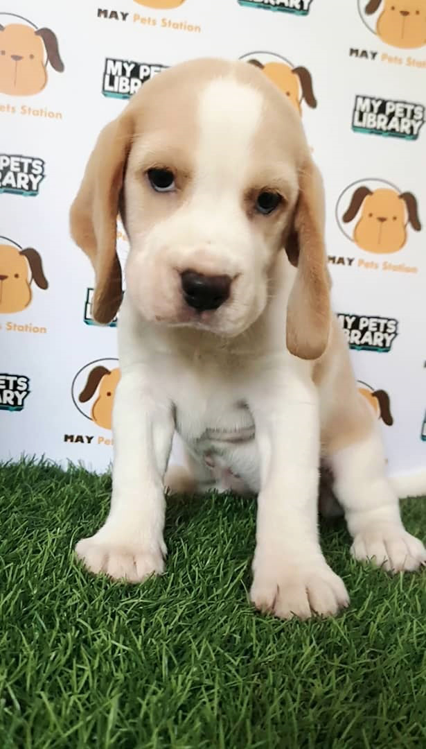 Beagle Puppy For Sale