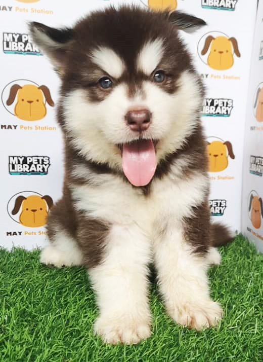Alaskan Malamute Puppy For Sale