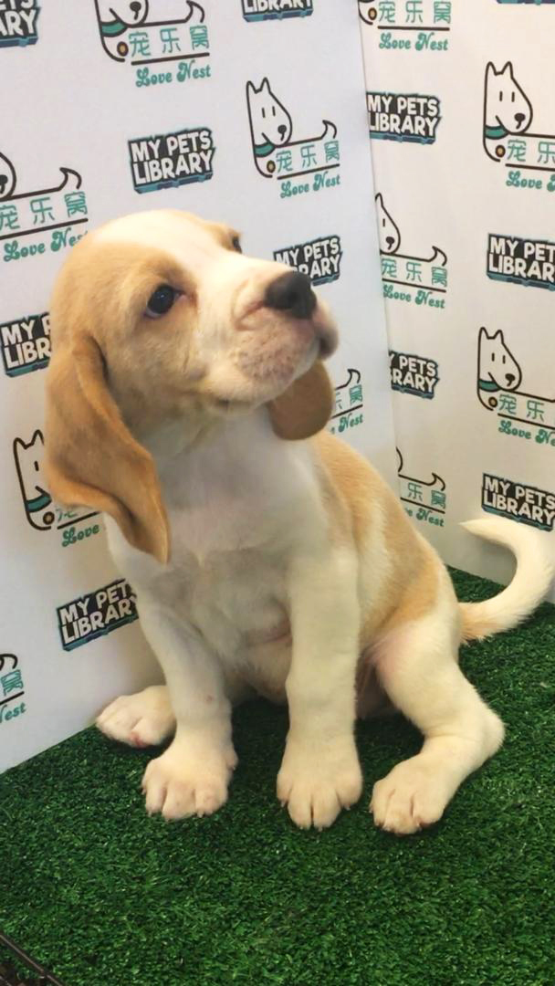 Beagle Puppy For Sale
