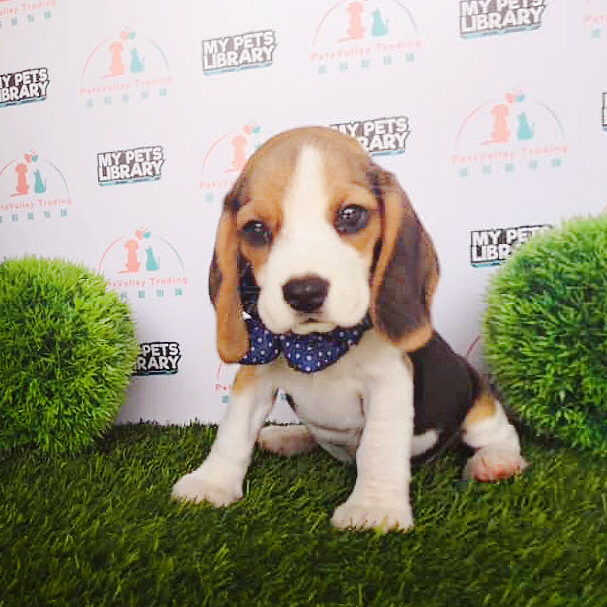 Beagle Puppy For Sale