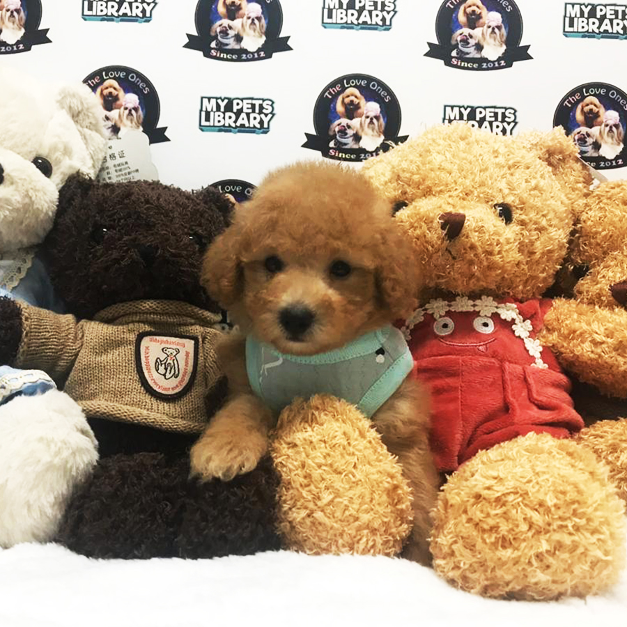 Tiny Toy Poodle For Sale
