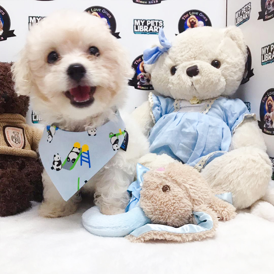 Tiny Teacup Poodle For Sale