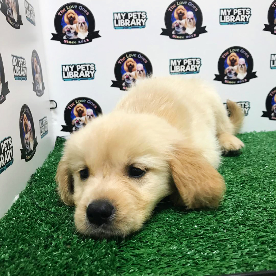 Champion Bloodline Golden Puppy